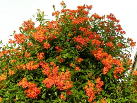 Mexican Flame Vine, Flame Vine, Florida Native Plants, Dragonfly Garden, Butterfly Plants, Drought Resistant, Dandelion Seed, New Mexican, Outdoor Flowers