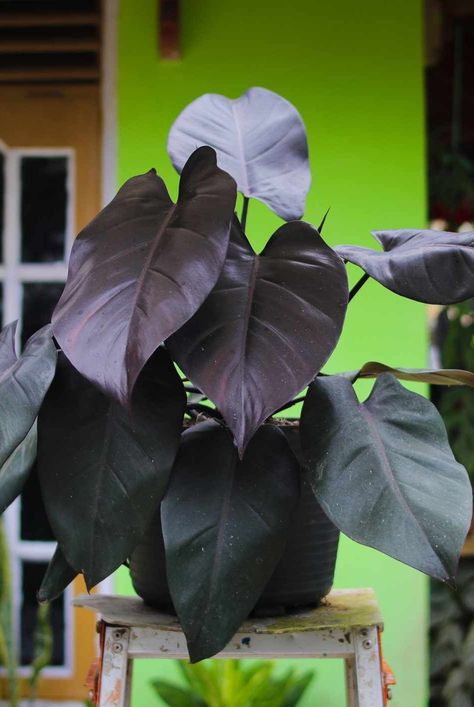 Here's everything to know about this rare philodendron, which has some of the darkest leaves of any philodendron variety. #philodendronhouseplants #easyhouseplants #gardeningadvice #houseplanthacks #howtogrow #plantparenttips #thespruce Philodendron Royal Queen Care, Philodendron Choco Empress, Royal Queen Philodendron, Philodendron Royal Queen, Wishlist Plants, Philodendron Care, Rare Philodendron, Plant Friends, Easy House Plants