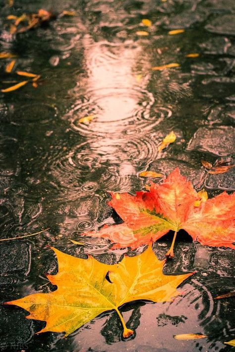 📌 July 8, 2024       @ColleSemplice Rainy Fall Day Autumn Rain, Persian Photography, Wet Leaves, Autumn Leaves Wallpaper, Leaves Photography, Rain Wallpapers, Autumn Rain, Autumn Magic, Autumn Leaves Photography