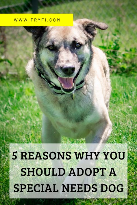 Wobble Dogs, Physically Disabled, Pet Quotes, Foster Care, Forever Family, Animal Quotes, Special Needs, Dog Adoption, Adoption