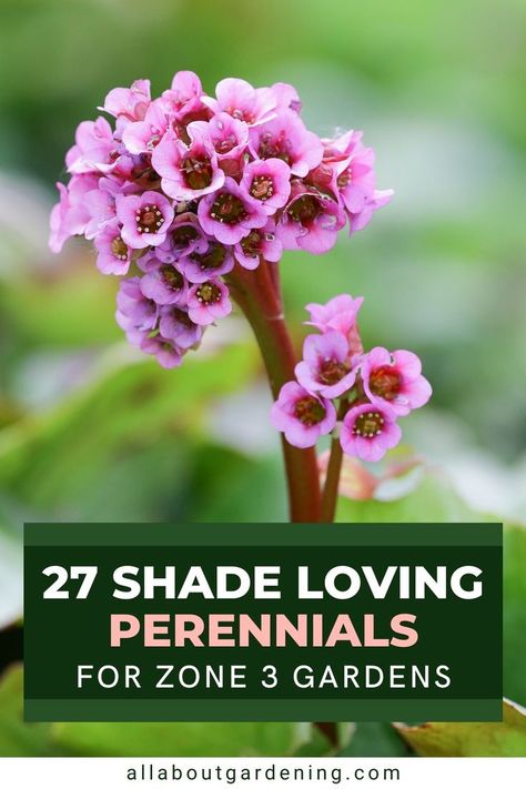 Zone 4 Perennials, Colocasia Plant, Elephant Ear Plant Care, Shade Perennial Garden, Shade Flowers Perennial, Part Shade Perennials, Best Perennials For Shade, Plants That Like Shade, Part Shade Plants