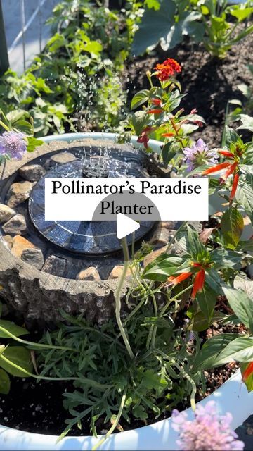 Needmore Farms | Gardening, DIY, and Recipes on Instagram: "Pollinator’s Paradise Planter 
🦋 🐝 🦜 

This is a beautiful, and fun, project to add to your growing space 🦋 

Plant your favorite mix of pollinator attracting plants. 
For ours we used:
Cuphea Vermillionaire 
Scabiosa 
Lantana 
Nicotiana 

Try to use a 20” or larger pot for your base. This will give your plants, water source, and pollinators plenty of room 

Adding a fountain is 💯 NOT necessary. However, We know some are very concerned with mosquitoes. This will keep the water moving and discourage any mosquito activity. 
We have been placing pollinator waterer throughout our yards for YEARS though with no mosquito problems. At our homes in NC and FL, the water will evaporate almost daily. 

Make filling your pollinator stati Planter Water Fountain, Pollinator Garden Design, Diy Natural Detergent, Inside Garden, Natural Mosquito Repellant, Water Station, Diy Fountain, Water Source, Gardening Diy