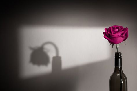 Lonely and Sadness Feeling. Mental Health in Relationship Concept. Pink Rose Flower Shading Shadow on the Wall. Symbol of  Love and Valentines Day Flower Shading, In Relationship, Developing Healthy Habits, Crazy Girl Quotes, Pink Rose Flower, Flower Photos, New Perspective, Love Symbols, Creative Photography