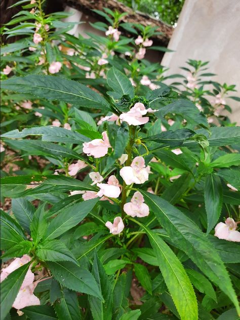 Impatiens balsamina, commonly known as balsam, garden balsam, rose balsam, touch-me-not or spotted snapweed,is a species of plant native to India and Myanmar. Garden Balsam, Balsam Flower, Himalayan Balsam Flower, Thai Pink Lipstick Plant, Impatiens Balsamina, Malus Ioensis Plena, Hamamelis Virginiana, Myanmar, Nativity