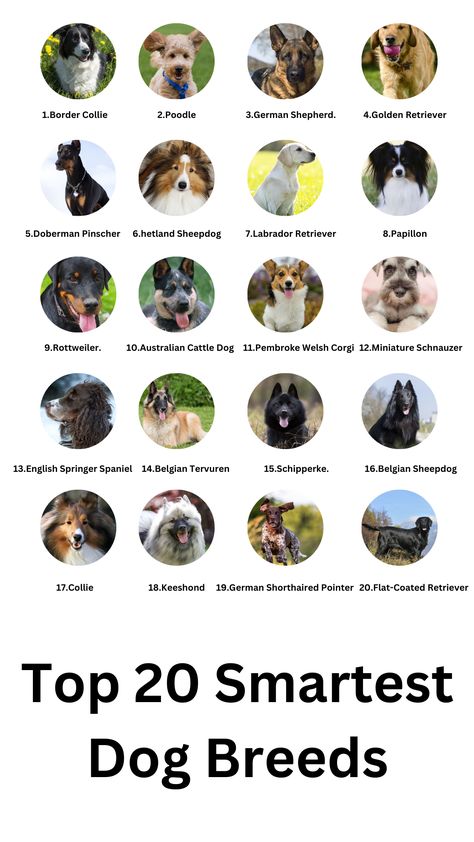 🐾 Discover the top Smartest Dog Breeds! 🧠 These canine geniuses excel in learning commands, solving problems, and charming hearts. From Border Collies to Poodles, explore the fascinating world of intelligent dogs. Find your perfect match and embark on a journey of discovery and companionship. 🐕🌟 #smartest dog breeds list Protection Dogs Breeds, Athletic Dog Breeds, Types Of Dogs Breeds List, Types Of Big Dogs, Dogs Breeds Large, Small Dogs Breed, Dog Breeds Big, Type Of Dogs, Dog Breeds Chart