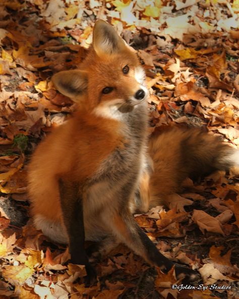 Minnesota Photography, Fabulous Fox, Peer Group, Fox Pictures, Fantastic Mr Fox, Northern Minnesota, Most Beautiful Animals, Pet Fox, Let It Out