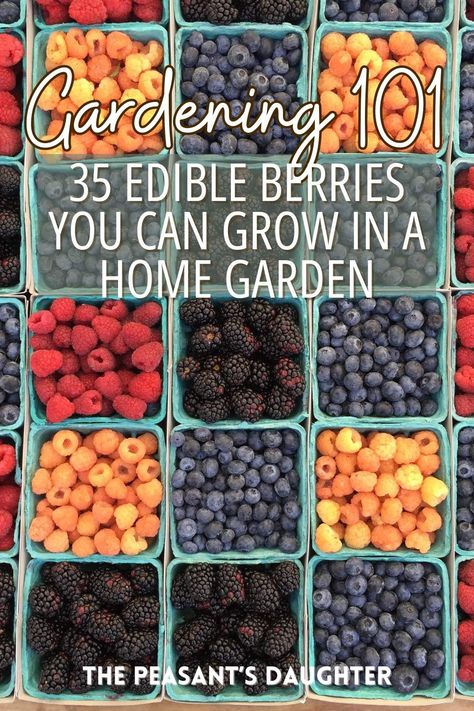 A comprehensive list of edible berries you can grow in your home garden. Berries are one of the most expensive items in the grocery store, and most require a season (or more) of establishment before they begin bearing fruit so it makes sense to get started on selection and planting as soon as possible when planning out your garden. This list covers common berries and some uncommon ones that you will never find in grocery stores. Acai Palm Tree, Garden Berries, Edible Berries, Saskatoon Berry, Types Of Berries, Strawberry Tree, Amazing Food Hacks, Expensive Items, Easy Gardening