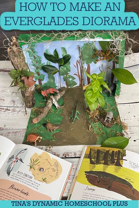 How to Make An Everglades Diorama: Explore the Wild Wetlands. I’m showing you how to make an Everglades diorama by simply upcycling a cereal box, adding in a few gathered nature items, and a handful of plastic animals. You'll also love ideas on my post How to Make an Easy Wetlands Paper Plate Habitat Diorama. This is a fantastic hands-on project to cover the flora and fauna of the Everglades. This is a fantastic hands-on project to cover the flora and fauna of the Everglades. Everglades Diorama, Habitat Diorama, Biomes Project, Ecosystems Projects, Earth Layers, Summer Themes, Love Ideas, The Everglades, Kids Homework