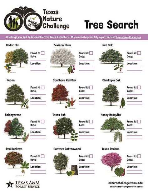 *How to ID Trees of Texas* The Texas A&M Forest Service Tree Identification website can help you learn to observe a tree's leaves, structures and shapes.  With these characteristics, you can identify your tree. And by exploring the links, you can understand more about how trees grow and where. Use this tool to help you get outside and discover the many trees that call this great state home.  #arbor #trees #Texas Oklahoma Trees, Tree Identification Chart, Farm Picnic, Tree Leaf Identification, Texas Forest, Palm Tree Types, Texas Trees, Nature Printables, Native Plant Landscape