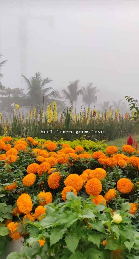 Heal Learn Grow Love Quotes, Heal Learn Grow Love, Growing Quotes, Song Art, Cute Inspirational Quotes, Quotes About Photography, Highlight Icons, Growing Flowers, Instagram Highlight Icons