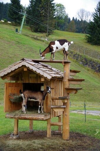 Goat Playground, Goat Toys, Goat Shed, Goat Shelter, Goat Pen, Goat House, Goat Care, Goat Barn, Raising Goats