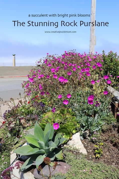 Rock-purslane-succulent-pacifica-california Rock Purslane, Pacifica California, Interesting Plants, Everyday Crafts, Love Garden, Jewish Holidays, Seed Pods, Drought Tolerant, Mom Blogs