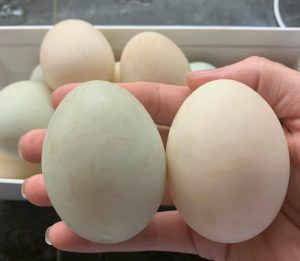 Indian Runner Duck Eggs, Indian Runner Ducks House, Runner Ducks Coop, Indian Runner Ducks, Survival Homestead, Duck Care, Duck Ideas, Homesteading Animals, Duck Breeds