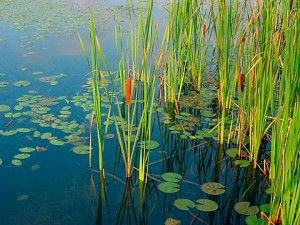 Find amazing ways to get rid of cattails and make your water property more clean and beautiful. Visit this link and find effective ways on how to control cattails. Floating Pond Plants, Bog Plants, Living Pool, Pond Life, Floating Plants, Pond Plants, Fish Ponds, Garden Pond, Lily Pond