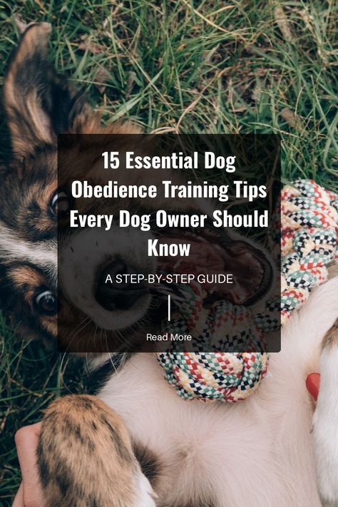 15 Essential Dog Obedience Training Tips Every Dog Owner Should Know Improve Social Skills, Grooming Hacks, Dog Obedience Training, Dog Grooming Tips, Pet Tips, Leash Training, Dog Tips, Crate Training, Pet Hacks