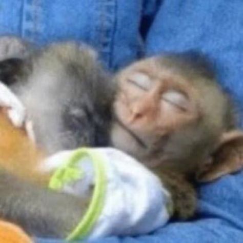 Monkey Icon, Animals Kissing, Funny Pfp, Monkey Pictures, Monkey 3, Pet Monkey, A Monkey, Monkeys Funny, Snapchat Funny