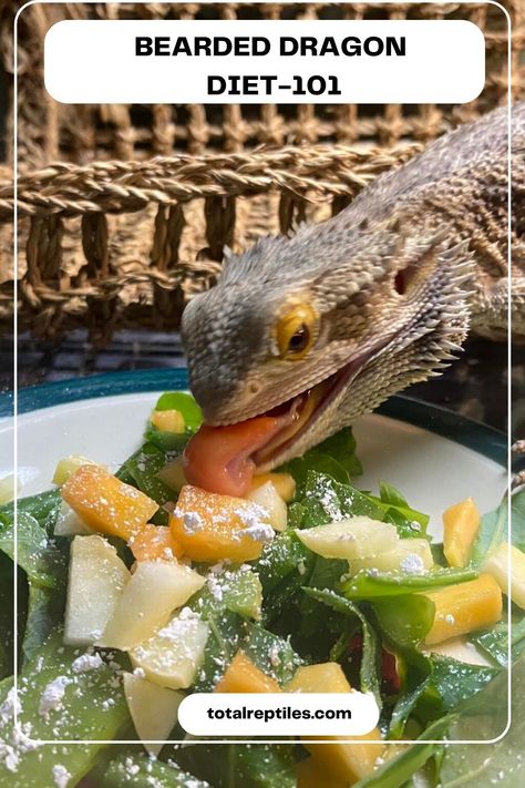 bearded dragon diet Bearded Dragon Greens List, Bearded Dragon Veggie List, Bearded Dragon Diet Chart, Blue Bearded Dragon, Bearded Dragon Care Guide, Bearded Dragon Salad Recipe, Diy Bearded Dragon Hammock, Bearded Dragon Setup Ideas, Bearded Dragon Information