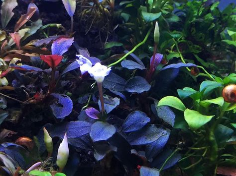 Pandora Queen Classic after 1 year in my tank. #buceplant #buceplants #bucephalandra #planted #plantedtank #plantedtanks #aquascape… Aquascape Design, Aquarium Plants, Garden Store, Easy Plants, Aquascaping, Aquatic Plants, Planted Aquarium, New Leaf, Aquarium Fish