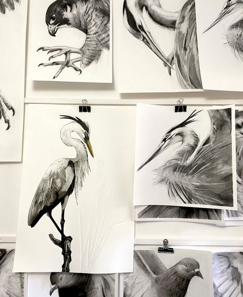 * sold out * The new Great Blue Heron Collagraph has been such a joy to work on - I have a feeling there will be more studies of the Heron appearing soon as it’s such a great shape to work with - I have managed to get a very small edition of just 12 printed before the plate is too tired and falling apart so it keeps the prints special and rare. Now listed on my website (link in bio) Happy printmaking Jenny #collagraph #collagraphprint  #artwork #printmaker  #artwork #printmakersofinstagra... Jenny Mccabe, Bio Happy, Fine Art Printmaking, British Garden, Great Blue Heron, Too Tired, Blue Heron, Bird Garden, Website Link