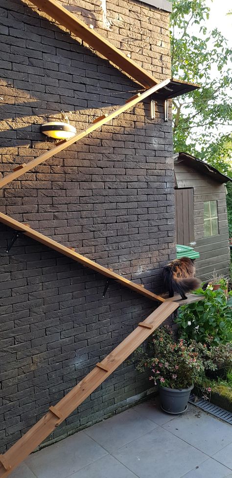 Stairs For Cats Ideas, Wall Cat Playground, Cat Stairs For Bed, Outdoor Cat Stairs, Cat Ramps On Wall, Diy Cat Stairs On Wall, Cat Stairs On Wall, Diy Cat Stairs, Stairs For Cats