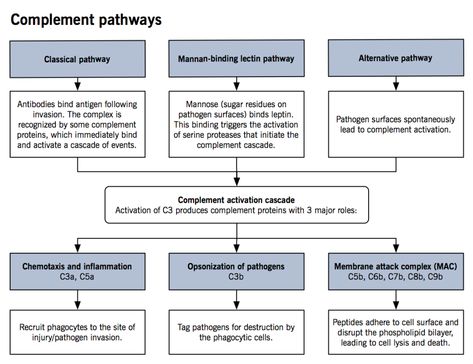 Complement Pathways, Mcat Study Tips, Advanced Pathophysiology, Medical Diagrams, Complement System, Np School, Medical Laboratory Technician, Mcat Study, Medicine Notes