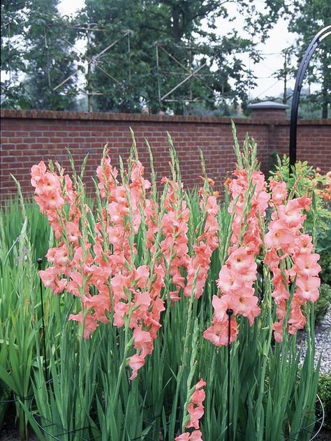 This gorgeous Gladiolus will look as good in a vase as it does in the garden! More of the best summer bulbs:  http://www.bhg.com/gardening/flowers/bulbs/summer-bulbs/?socsrc=bhgpin080113gladiolus=13 Pink Gladiolus, Gladiolus Bulbs, Summer Bulbs, Summer Flowers Garden, Gladiolus Flower, Yard Party, Garden Bulbs, Cut Flower Garden, Have Inspiration