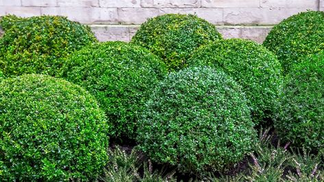 Discover the 15 best evergreen hedge plants for your garden. From boxwood to holly, create year-round privacy and beauty with these stunning choices. Hedge Plants, Evergreen Hedge, Backyard Pool Landscaping, Pool Landscaping, Backyard Pool, Hedges, Landscaping, Yard, Pool