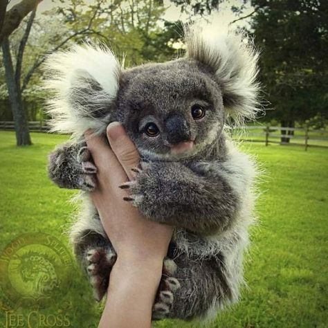 Baby Koala, Baby Animals Pictures, Super Cute Animals, Baby Animals Funny, Fluffy Animals, Cute Wild Animals, Cute Animal Photos, Cute Animal Pictures