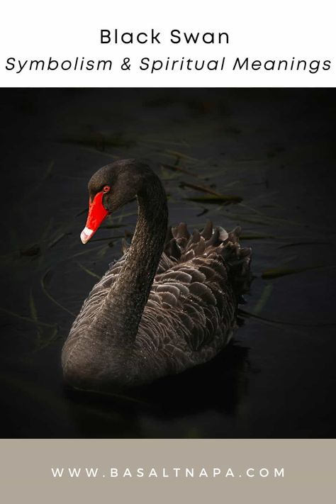 Black Swan Symbolism & Spiritual Meanings Black Swan Meaning, Swan Symbolism, Swan Meaning, Black Swan Bird, Black Swan Tattoo, Feather Tattoo Meaning, Feather Meaning, Swan Tattoo, Spiritual Animal