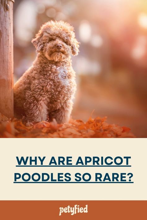 Why Are Apricot Poodles So Rare? by Petyfied Apricot Parti Poodle, Apricot Poodle Toy, Apricot Poodle Miniature, Apricot Standard Poodle, Apricot Poodle, Moyen Poodle, Puppy Things, French Poodles, Mini Poodles