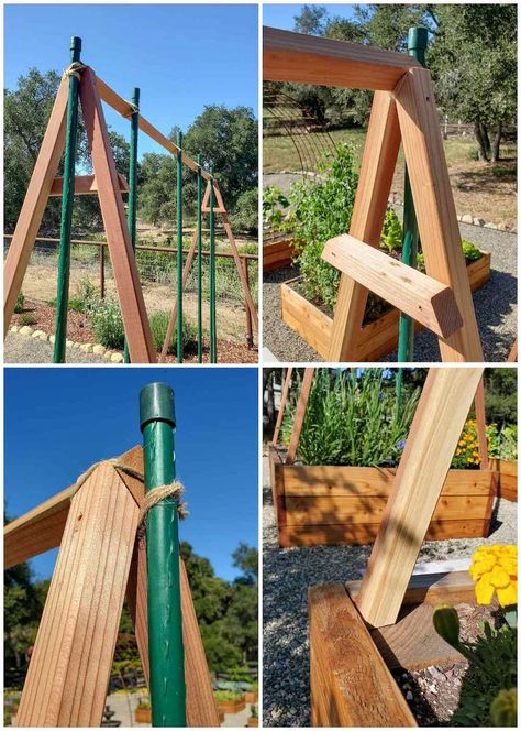 Trellis For Tomatoes, Diy Tomato Trellis, Florida Weave, Plants Video, Tomato Support, Tomato Trellis, Tomato Vine, Wood Trellis, Varieties Of Tomatoes