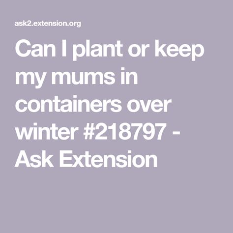 Can I plant or keep my mums in containers over winter #218797 - Ask Extension How To Take Care Of Mums In Pots, Soaking Mums In Water, How To Care For Mums, How To Keep Mums Over Winter, Preparing Plants For Winter, Overwintering Geraniums, Garden Mum, Rooting Hormone, Overwintering