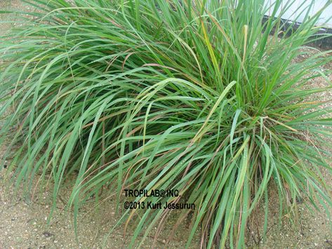 Cymbopogon Citratus, Learning Herbs, Lemongrass Plant, Tinctures Recipes, Natural Medicine Cabinet, Herbal Remedies Recipes, Medical Herbs, Herbal Tinctures, Herbal Recipes