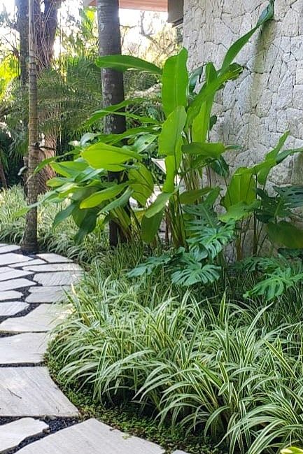 Sustainable Planting Techniques in Modern Landscapes Tropical Foliage Plants, Sustainable Planting, Tropical Pathway, Modern Tropical Garden, Corridor Garden, Planting Techniques, Modern Planting, Sophisticated Garden, Landscaping Around Pool