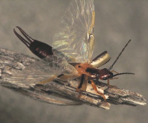 earwig - smccann on Flickr   The Dermaptera (earwigs) are one of those taxa which many people consider flightless, because they never saw one on the wing. And indeed about 40 % of the species have reduced wings; the remaining 60 % have wings but not all of them do actually fly (WAGNER & LIEBHERR, 1992). Earwigs, Cave In, The Wing, Bugs, Insects, Deer, Wigs, Tumblr, Bugs And Insects