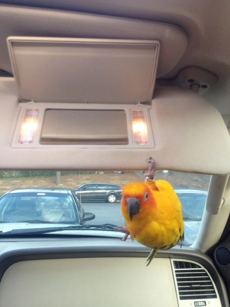 When dogs ride in the car they like looking out the window, when birds ride in the car...it's a little more exciting! My sun conure! Sun Conure Funny, Sun Conure Food, Sun Conure Art, Jenday Conure, Sun Conure Parrot Pet Birds, Sun Conures, Green Check Conure, Parrot Care, Conure Parrots