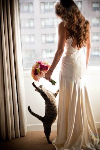 :) Wedding Fotos, London Bride, Cat Wedding, Getting Ready Wedding, Wedding Pets, Wedding Pics, Fairytale Wedding, Here Comes The Bride, Wedding Bells