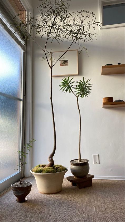 Japanese Indoor Plants Interior Design, Japanese House Plants, Japanese Plants Indoor, Unique Indoor Plants, Mcm Plants, Dainty Plants, Plant Stand Bedroom, Plants Indoor Aesthetic, Zen Decorating Ideas