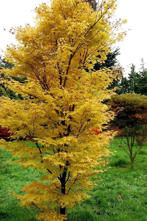 Tree For Small Garden, Small Trees Uk, Ornamental Trees For Small Gardens, Trees For Small Gardens Uk, Small Garden Trees Uk, Small Garden Trees, Uk Trees, Japanese Maple Tree Landscape, Acer Garden