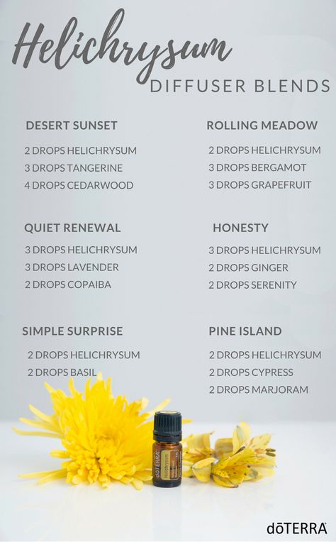 Helichrysum Diffuser Blends Doterra Helichrysum, Helichrysum Essential Oil Uses, Helichrysum Essential Oil, Doterra Diffuser, Doterra Diffuser Blends, Doterra Essential Oils Recipes, Essential Oil Diffuser Recipes, Oil Diffuser Recipes, Diffuser Blend