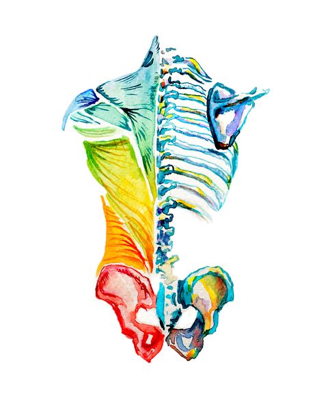 Anatomy Watercolor.  Muscles corresponding to chakras. Watercolor. Artist: Brynja Magnusson Massage Artwork, Human Anatomy Art Artworks, Muscle Anatomy Art, Human Body Anatomy Art, Spine Watercolor, Chakra Watercolor, Painting Anatomy, Anatomy Painting, Watercolor Anatomy