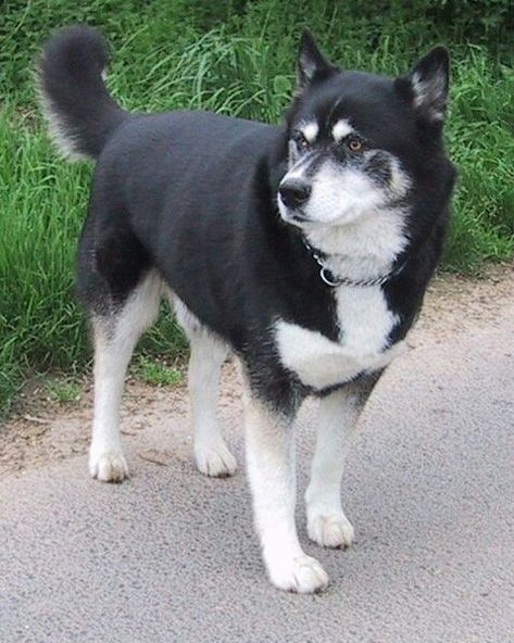 Husky Inu  (Shiba Inu & Siberian Husky mix) Sakhalin Husky, Siberian Husky Training, German Shepherd Husky Mix, Siberian Husky Mix, Organic Dog Food, White Husky, Unique Dog Breeds, Rare Dog Breeds, Hybrid Dogs