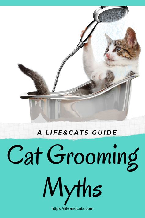 Cat grooming myths. Take care of your cats grooming needs or hire a groomer. Cat Haircuts, Cat Grooming Styles, Cat Breeding, Cats Grooming, Grooming Hacks, Cat Groomer, Cat Grooming Tools, Cat Hacks, Kitty Stuff