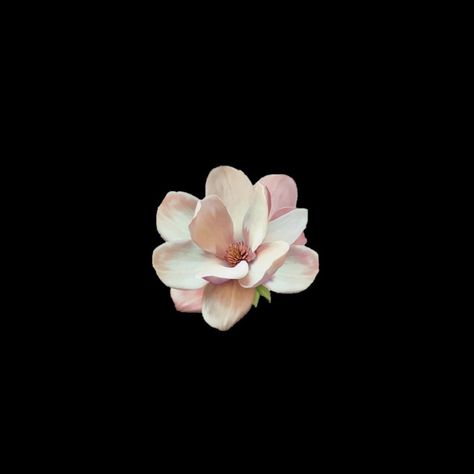 Magnolia Flowers Wallpaper, Flower Pfp Icon, Black Icons Widget, Flower Png Black Background, Magnolia Flower Aesthetic, Magnolia Flower Wallpaper, Flor Wallpaper, Magnolia Aesthetic, Magnolia Background