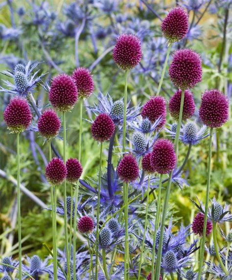 Globe Thistle with Drumstick Allium:Serenity in the Garden: My Annual Reminder- Plant Drumstick Allium now Repinned by www.sailorstales.wordpress.com Drumstick Allium, Allium Sphaerocephalon, Deer Resistant Flowers, Globe Thistle, Bulbous Plants, Planting Onions, Blue Plants, Have Inspiration, Rare Flowers