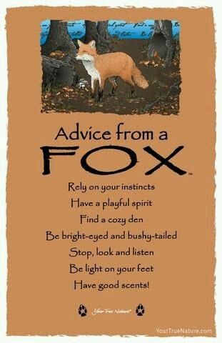 Funny Sayings And Quotes, Good Scents, Fox Quotes, Spirit Animal Totem, Sayings And Quotes, Cozy Den, Animal Spirit Guides, Animal Medicine, Advice Quotes