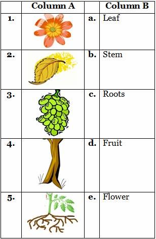 Class Ukg Science Worksheet, Uses Of Plants Worksheet, Types Of Plants Worksheet, Parts Of A Plant Worksheet, Free Science Worksheets, Plants Kindergarten, Plant Lessons, Plants Worksheets, Worksheets For Class 1