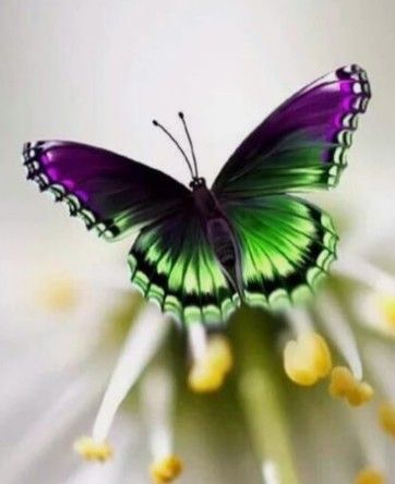 Beautiful butterfly! Green Butterfly Tattoo, Photo Papillon, Most Beautiful Butterfly, Butterfly Photography, Raindrops And Roses, Beautiful Butterfly Photography, Flying Flowers, Butterfly Photos, Soyut Sanat Tabloları