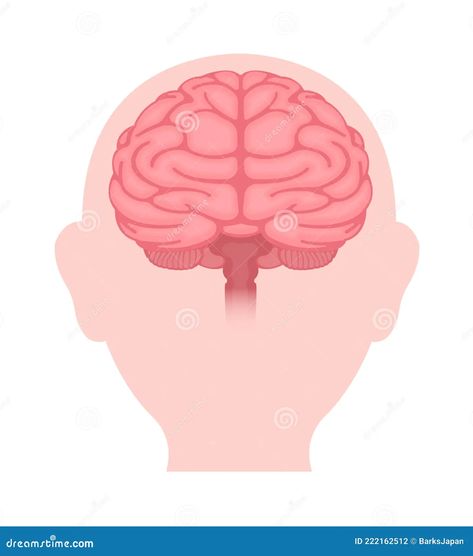 Illustration about Vector illustration of human brain front view. Illustration of head, hypothalamus, lobe - 222162512 Brain Front View, View Illustration, Human Brain, Front View, Screen Savers, Powerpoint Presentation, Framed Artwork, Brain, Stock Vector