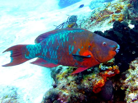 Rainbow Parrot, Rainbow Parrot Fish, Parrot Fish, Reef Fish, Parrot, Fish Pet, High Resolution, Resolution, Fish